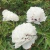 White 17cm×19cm 'Bai Zhang Bing' '百丈冰' Paeonia rockii peony - Image 2