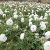 White 17cm×19cm 'Bai Zhang Bing' '百丈冰' Paeonia rockii peony - Image 3