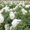 White 17cm×19cm 'Bai Zhang Bing' '百丈冰' Paeonia rockii peony - Image 4