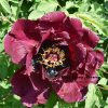 Black 18cm × 8cm ‘Ye Guang Bei' '夜光杯' Paeonia rockii peony