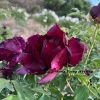 Black 18cm × 8cm ‘Ye Guang Bei' '夜光杯' Paeonia rockii peony - Image 3