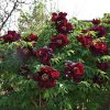 Black 18cm × 8cm ‘Ye Guang Bei' '夜光杯' Paeonia rockii peony - Image 4