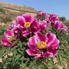 Multicolor 20cm ‘Ri Yue Tong Hui' '日月同辉' Paeonia rockii peony