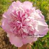 New Multicolor 'Die Lian Hua' '蝶恋花' Paeonia rockii peony