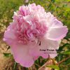 New Multicolor 'Die Lian Hua' '蝶恋花' Paeonia rockii peony - Image 2