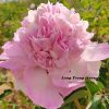New Multicolor 'Die Lian Hua' '蝶恋花' Paeonia rockii peony - Image 3