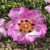 New Multicolor 19cm  ‘Shi Li He Xiang ' '十里荷香' Paeonia rockii peony