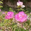 New Multicolor 19cm  ‘Shi Li He Xiang ' '十里荷香' Paeonia rockii peony - Image 2