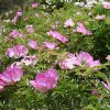 New Multicolor 19cm  ‘Shi Li He Xiang ' '十里荷香' Paeonia rockii peony - Image 3