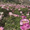 New Multicolor 19cm  ‘Shi Li He Xiang ' '十里荷香' Paeonia rockii peony - Image 4