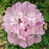 New Multicolor 19cm × 8cm 'Su Sha Chan Yi ' '素纱蝉衣' Paeonia rockii peony - Image 2