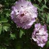 New Multicolor 19cm × 8cm 'Su Sha Chan Yi ' '素纱蝉衣' Paeonia rockii peony - Image 3