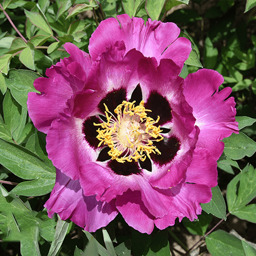 Zi Lian Deng' '紫莲灯' Paeonia rockii peony - Long Yeong Nursery