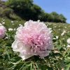 Pink 18cm×10cm ‘Fen Yu Sheng Hui'  ‘粉玉生辉 ' Paeonia rockii peony
