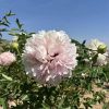 Pink 18cm×10cm ‘Fen Yu Sheng Hui'  ‘粉玉生辉 ' Paeonia rockii peony - Image 2