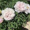 Pink 18cm×10cm ‘Fen Yu Sheng Hui'  ‘粉玉生辉 ' Paeonia rockii peony - Image 3