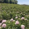 Pink 18cm×10cm ‘Fen Yu Sheng Hui'  ‘粉玉生辉 ' Paeonia rockii peony - Image 4