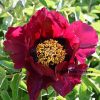 Purple  16cm  ‘Zi Die Ying Feng' '紫蝶迎风' Paeonia rockii peony