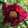 Purple  16cm  ‘Zi Die Ying Feng' '紫蝶迎风' Paeonia rockii peony - Image 2