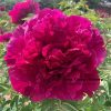 Purple  18cm × 9cm  ‘Zi Lou Xiang Jin' '紫楼镶金' Paeonia rockii peony
