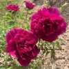 Purple  18cm × 9cm  ‘Zi Lou Xiang Jin' '紫楼镶金' Paeonia rockii peony - Image 2