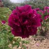 Purple  18cm × 9cm  ‘Zi Lou Xiang Jin' '紫楼镶金' Paeonia rockii peony - Image 3