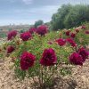 Purple  18cm × 9cm  ‘Zi Lou Xiang Jin' '紫楼镶金' Paeonia rockii peony - Image 4