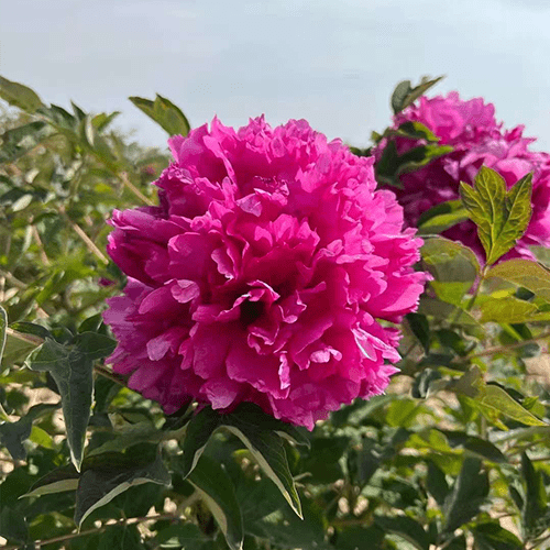 ‘Li Xiang' '理想' Paeonia rockii peony - Long Yeong Nursery