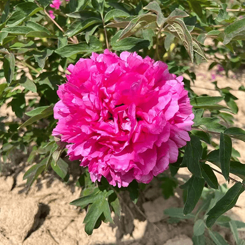 ‘Li Xiang' '理想' Paeonia rockii peony - Long Yeong Nursery