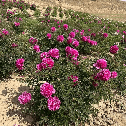 ‘Li Xiang' '理想' Paeonia rockii peony - Long Yeong Nursery