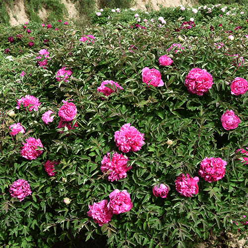 ‘Li Xiang' '理想' Paeonia rockii peony - Long Yeong Nursery