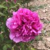 Red 17cm × 13cm ‘Qing Chun' '青春' Paeonia rockii peony