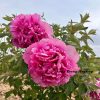 Red 17cm × 13cm ‘Qing Chun' '青春' Paeonia rockii peony - Image 2