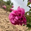 Red 17cm × 13cm ‘Qing Chun' '青春' Paeonia rockii peony - Image 3