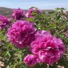 Red 17cm × 13cm ‘Qing Chun' '青春' Paeonia rockii peony - Image 4