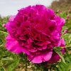 Red 18cm × 10cm ‘Gao Gan Hong Xiu Qiu' '高杆红绣球' Paeonia rockii peony