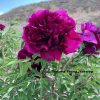 Red 18cm × 10cm ‘Gao Gan Hong Xiu Qiu' '高杆红绣球' Paeonia rockii peony - Image 2