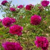 Red 18cm × 10cm ‘Gao Gan Hong Xiu Qiu' '高杆红绣球' Paeonia rockii peony - Image 4