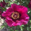 Red 20cm  ‘Yan Zhi Hong' '胭脂红' Paeonia rockii peony