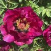 Red 20cm  ‘Yan Zhi Hong' '胭脂红' Paeonia rockii peony - Image 2