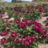 Red 20cm  ‘Yan Zhi Hong' '胭脂红' Paeonia rockii peony - Image 3