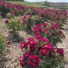 Red 20cm  ‘Yan Zhi Hong' '胭脂红' Paeonia rockii peony - Image 4