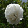 White 17cm×19cm 'Bai Zhang Bing' '百丈冰' Paeonia rockii peony