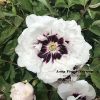 White  ‘Pan Deng’ ‘攀登’Paeonia rockii peony