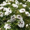 White  ‘Pan Deng’ ‘攀登’Paeonia rockii peony - Image 4