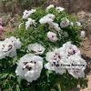 White  ‘Pan Deng’ ‘攀登’Paeonia rockii peony - Image 3
