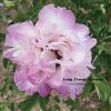 New Multicolor ‘Qiao Qi Sha' '乔其纱' Paeonia rockii peony