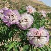 New Multicolor ‘Qiao Qi Sha' '乔其纱' Paeonia rockii peony - Image 2
