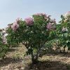New Multicolor ‘Qiao Qi Sha' '乔其纱' Paeonia rockii peony - Image 3