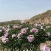 New Multicolor ‘Qiao Qi Sha' '乔其纱' Paeonia rockii peony - Image 4